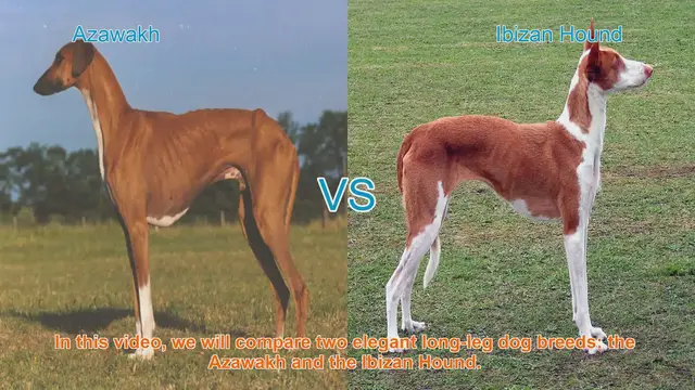 Video thumbnail for Azawakh vs. Ibizan Hound: A Comparison of Elegant Long-Leg Dog Breeds