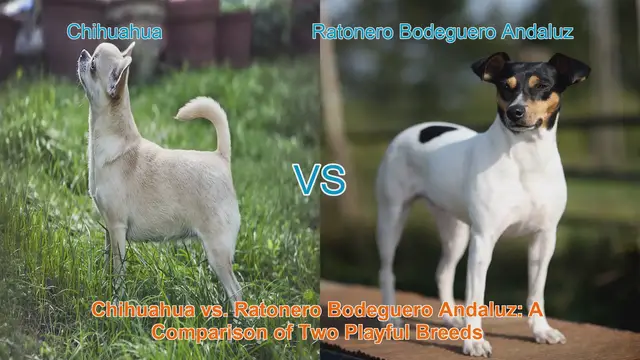 Video thumbnail for Chihuahua vs. Ratonero Bodeguero Andaluz: A Comparison of Two Playful Breeds