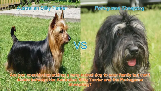 Video thumbnail for Australian Silky Terrier vs. Portuguese Sheepdog: A Detailed Breed Comparison