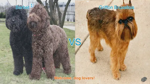 Video thumbnail for Barbet vs. Griffon Bruxellois: A Comprehensive Comparison of Long-Hair Dog Breeds