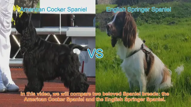 Video thumbnail for American Cocker Spaniel vs. English Springer Spaniel: A Breed Comparison