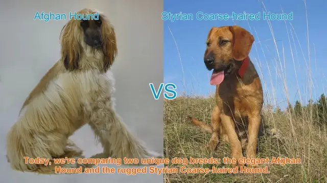 Video thumbnail for Comparing Afghan Hound and Styrian Coarse-haired Hound: Origins, Coats, and Temperaments
