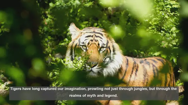 Video thumbnail for Top 10 Legendary Tigers in World Mythology