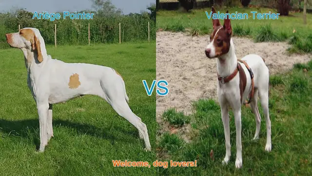 Video thumbnail for Ariège Pointer vs. Valencian Terrier: A Comprehensive Comparison