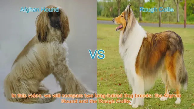 Video thumbnail for Afghan Hound vs. Rough Collie: A Comparison of Two Elegant Dog Breeds
