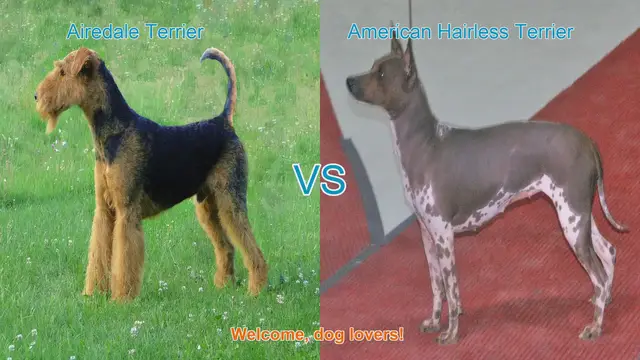 Video thumbnail for Airedale Terrier vs. American Hairless Terrier: A Comprehensive Comparison