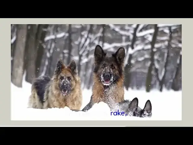 Video thumbnail for how to brush your german shepherd