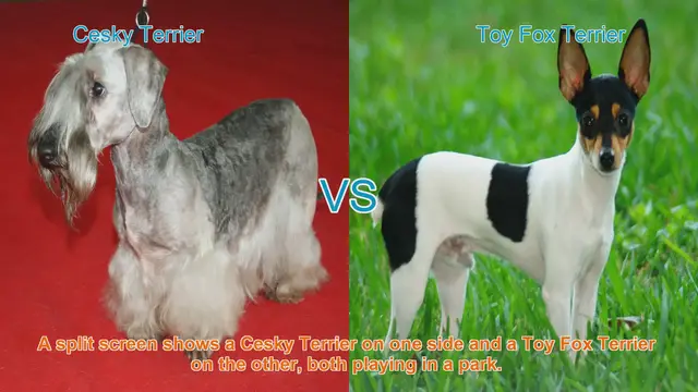 Video thumbnail for Cesky Terrier vs. Toy Fox Terrier: A Breed Comparison