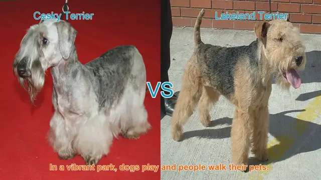 Video thumbnail for Comparing Cesky Terrier and Lakeland Terrier: Origins, Characteristics, and Temperament