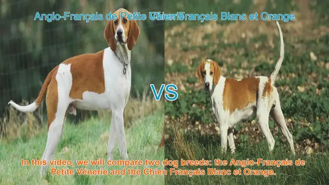 Video thumbnail for Comparing Anglo-Français de Petite Vénerie and Chien Français Blanc et Orange