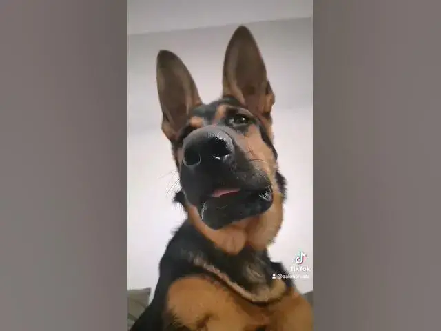 Video thumbnail for #happydog #ciobanescgerman #dog #germanshepherd #happy