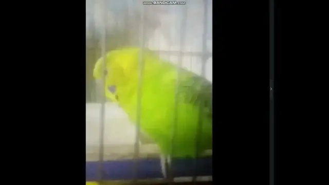 Video thumbnail for how to care for budgies