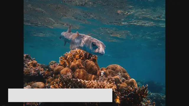 Video thumbnail for Saltwater Aquarium Setup: A Comprehensive Step-by-Step Guide