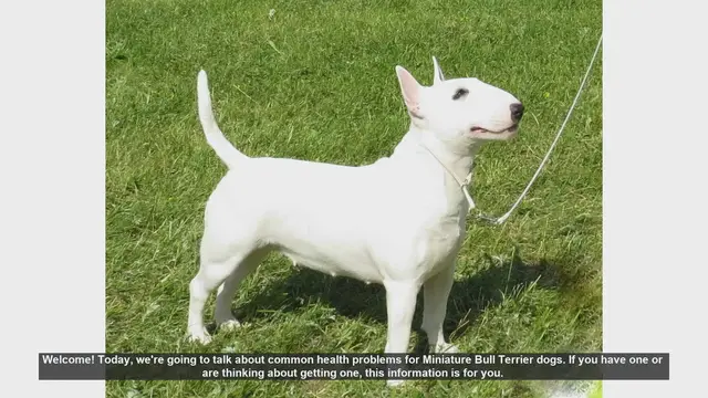 Video thumbnail for Common Health Problems in Miniature Bull Terriers
