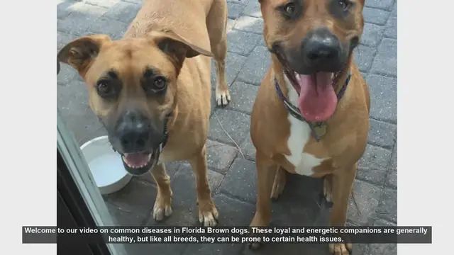 Video thumbnail for Common Health Issues in Florida Brown Dogs: Prevention and Care