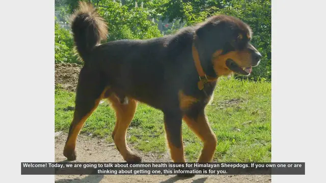 Video thumbnail for Common Health Issues in Himalayan Sheepdogs: What You Need to Know