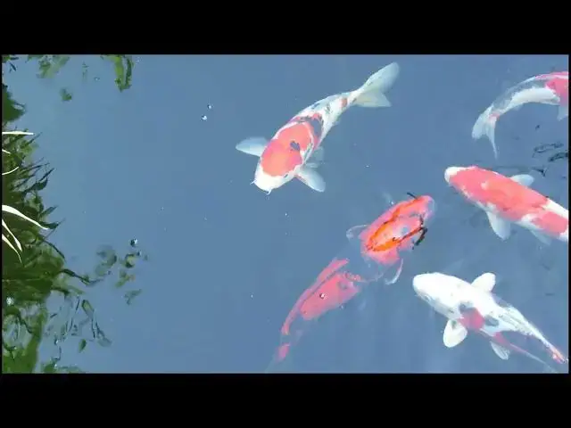 Video thumbnail for Koi Fish in Japanese Meditation: A Serene Path to Mindfulness
