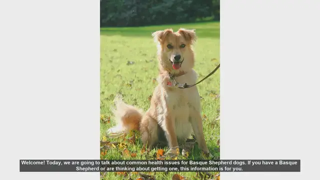 Video thumbnail for Common Health Issues in Basque Shepherd Dogs: Tips for Prevention and Care