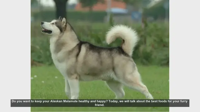 Video thumbnail for Best Foods for a Healthy and Happy Alaskan Malamute