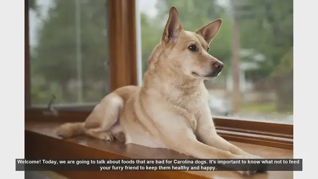 Video thumbnail for Foods to Avoid for Carolina Dogs: Keep Your Furry Friend Safe!