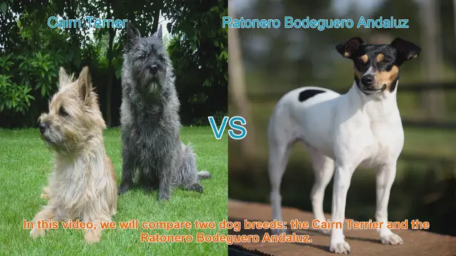 Video thumbnail for Cairn Terrier vs. Ratonero Bodeguero Andaluz: A Breed Comparison
