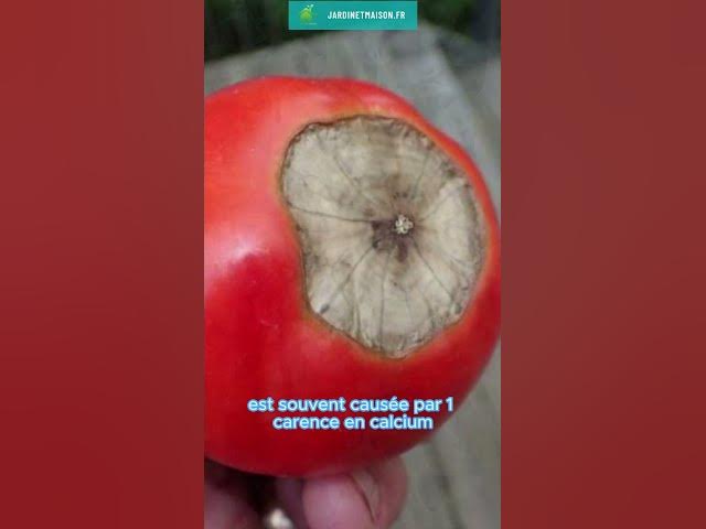 Video thumbnail for Lutter contre la pourriture apicale de la tomate