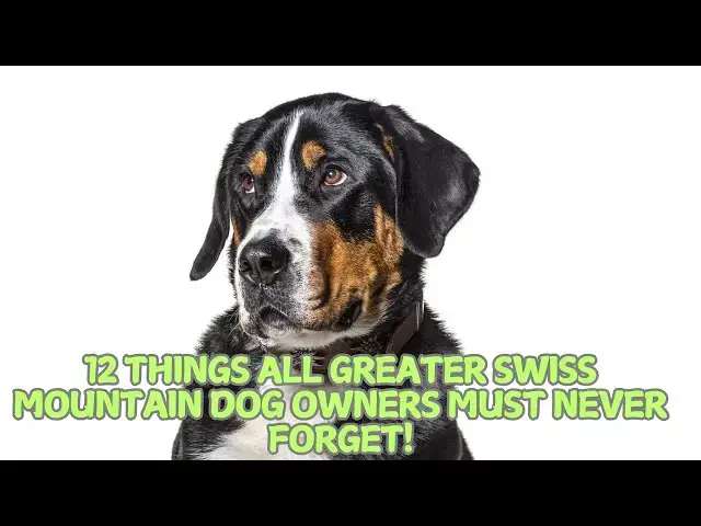 Video thumbnail for 12 Things All Greater Swiss Mountain Dog Owners Must Never Forget! 🐕❗