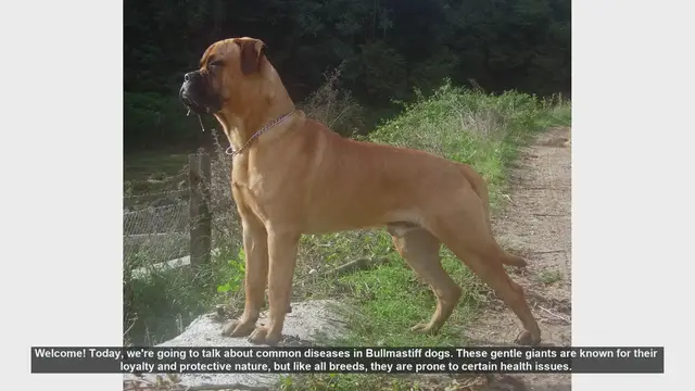 Video thumbnail for Common Health Issues in Bullmastiff Dogs: Prevention and Management