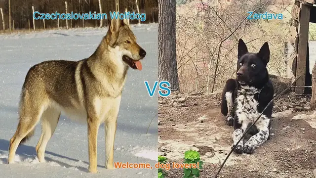 Video thumbnail for Comparing Czechoslovakian Wolfdog and Zerdava: A Guide for Dog Lovers