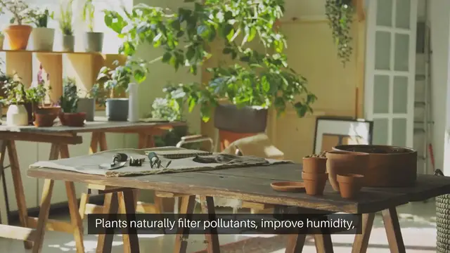 Video thumbnail for How to Use Indoor Gardening to Improve Air Quality