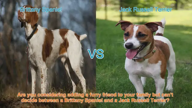 Video thumbnail for Choosing Between a Brittany Spaniel and a Jack Russell Terrier: A Comprehensive Comparison