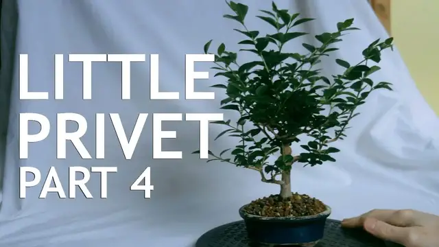 'Video thumbnail for Little Privet Bonsai, from cutting, 4'