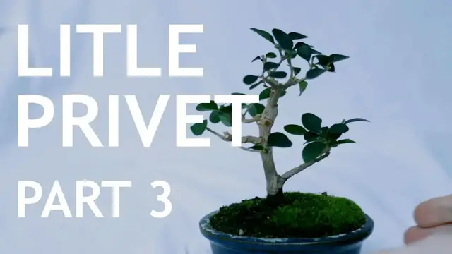 'Video thumbnail for Little Privet Bonsai, from cutting, 3'