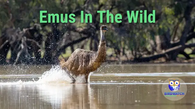 Video thumbnail for Are Emus Dangerous - Emus In The Wild