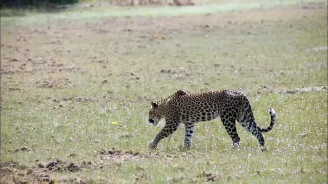 Video thumbnail for Spotted deer alarm call  for the Leopard