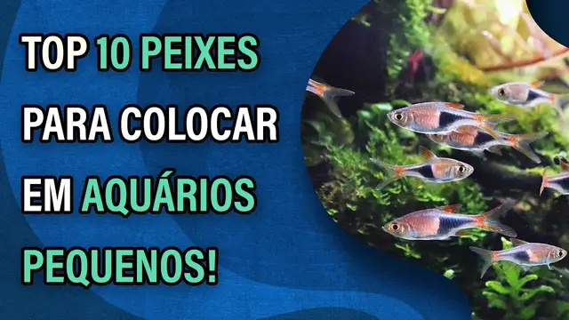 Video thumbnail for 10 peixes para colocar em aquários pequenos!