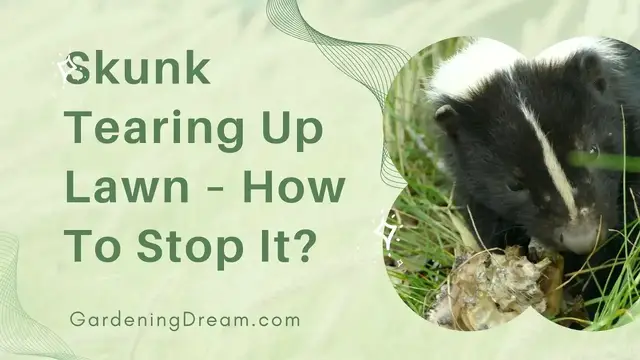 Video thumbnail for Skunk Tearing Up Lawn – How To Stop It