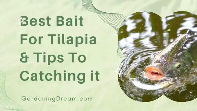 Video thumbnail for Best Bait For Tilapia & Tips To Catching it