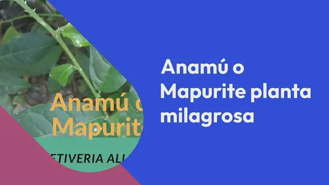 'Video thumbnail for Anamú: Para qué sirve y como se prepara'