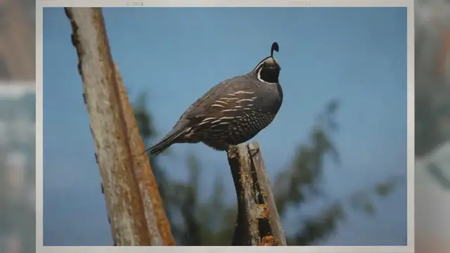 Video thumbnail for For How Long Should You Boil Quail Eggs?