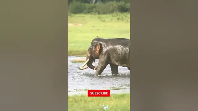 Video thumbnail for Largest wild tusker/elephant  in Sri Lanka #shorts