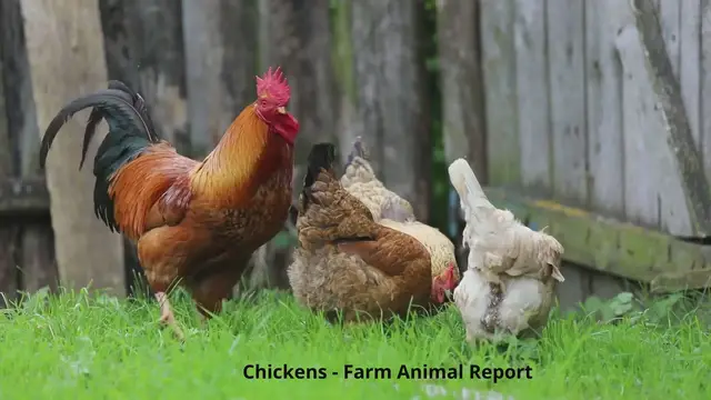 Video thumbnail for Baby Chickens