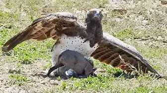 Video thumbnail for Eagle Catches & Fights Baby Warthog