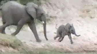 Video thumbnail for Baby Elephant Falls and Rolls Down a Hill