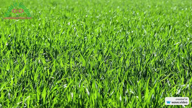 Video thumbnail for Why is grass green?