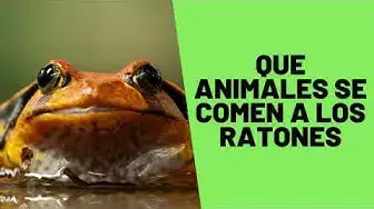 'Video thumbnail for ¿Qué animales comen ratones y ratas? ¡Descúbrelo aquí!'