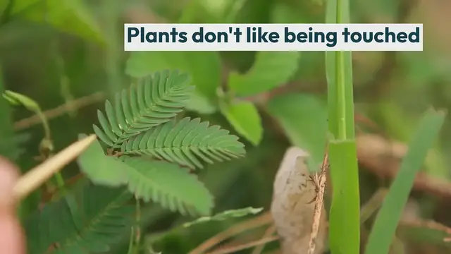 'Video thumbnail for Do Plants Like Being Touched?'