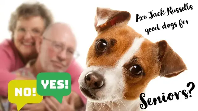 Video thumbnail for Are Jack Russell Terriers Good Dogs for Seniors? Pros and Cons #jackrussellterrier #jackrussell #jrt