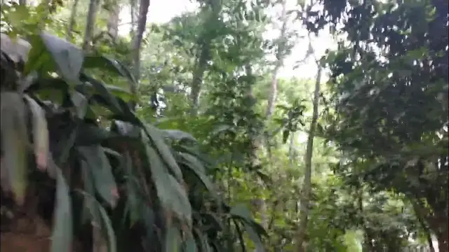 Video thumbnail for Strange sound in jungle 🥶🥶 || Relax Zone