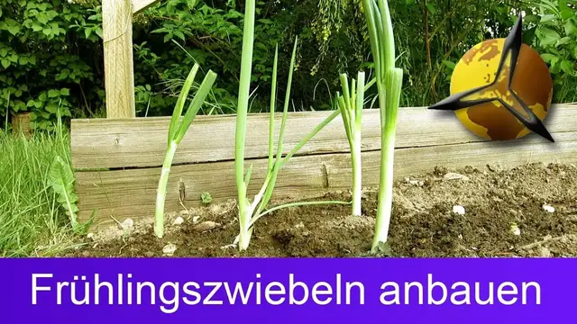 Video thumbnail for Frühlingszwiebeln anbauen / nachwachsen lassen